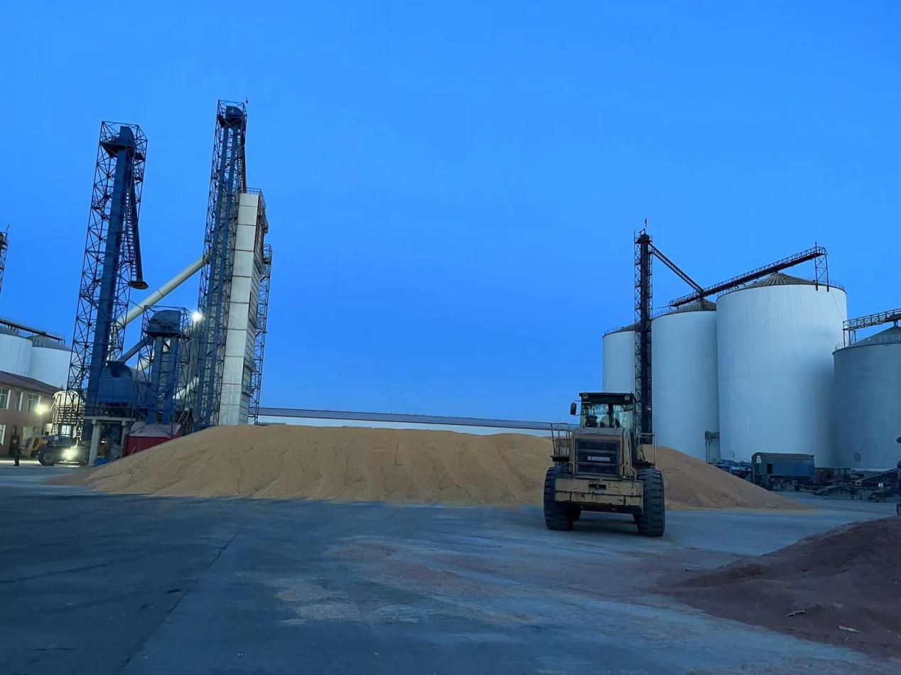 西瑞集团：黑龙江西瑞米业公司玉米收购“烘烘”烈烈